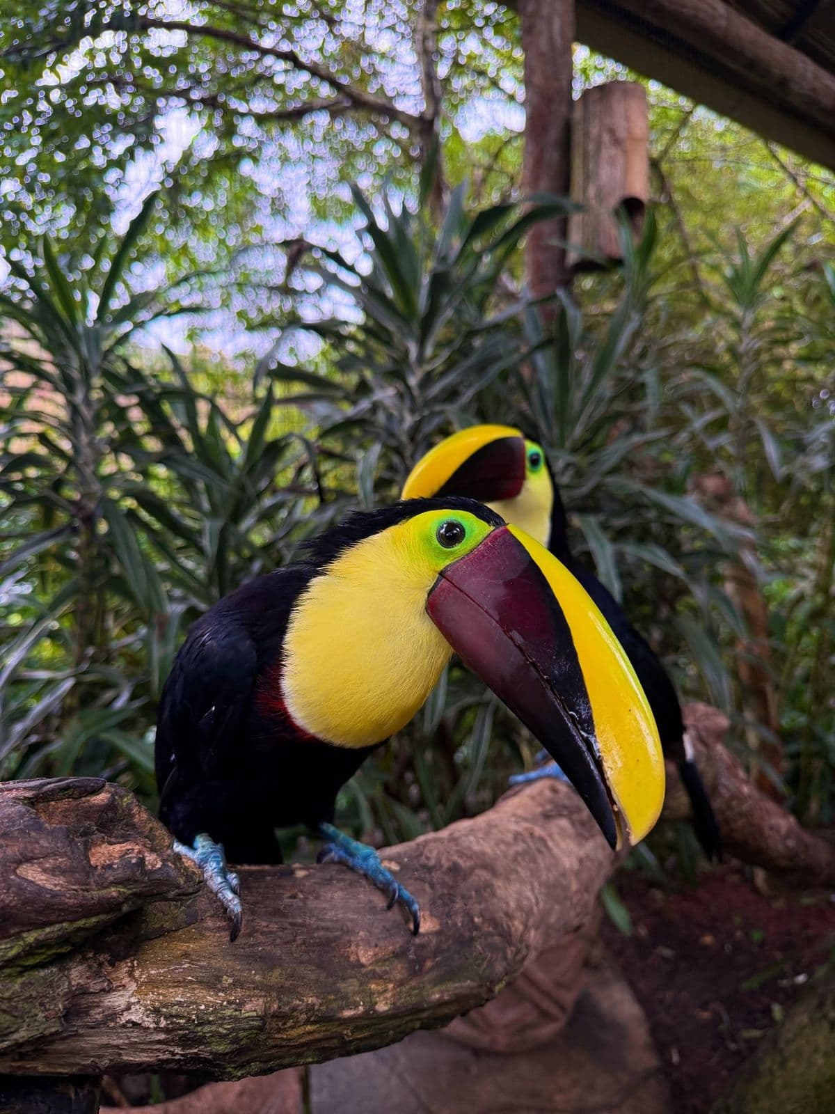 Costa Rica, Pura Vida — foto 1